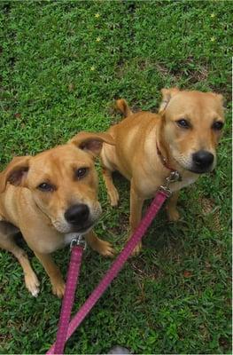 Happy clients, Mia and Maya.  Andy has trained these sister puppies and continues to give them mid-day walks 4 times a week.