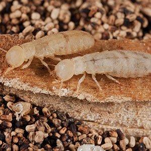 termite control at A&C pest management