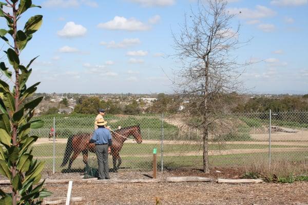 Near the Equestrian Center, horses ride by.