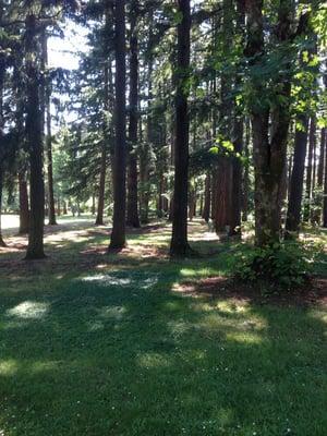 Lovely stand of tall pines