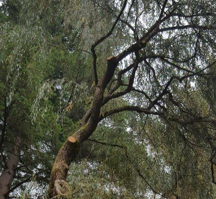 Four branches pruned one one of the willows.