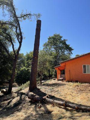 Giant pine tree was leaning towards the house.