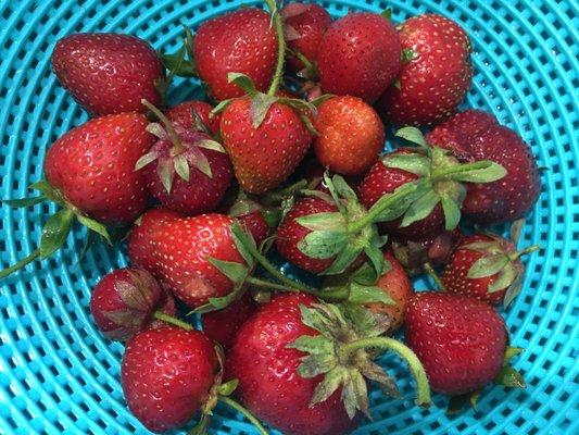 Fresh strawberries after a wash. Tasty.