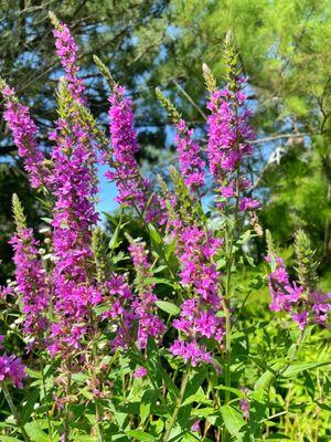 Flowers from the garden