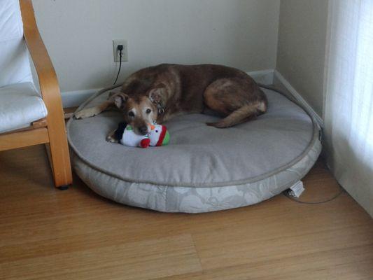 Snickers with her Christmas toy!