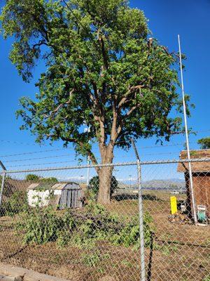 Tree of Life Tree Service