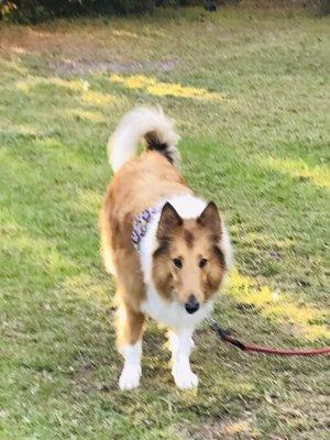 Groomed Collie