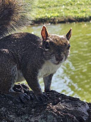 A local squirrel posing for a photo