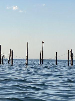 Out on the calm waters. Check out the bald eagle!