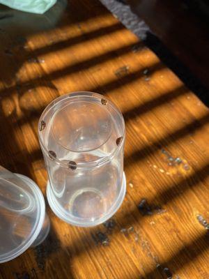 Bugs trapped on living room table