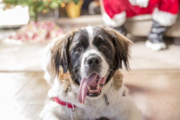 Columbine Federal Credit Union's  Santa Paws event at our Main Branch!