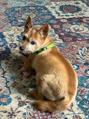 Our handsome old man max after his groom.