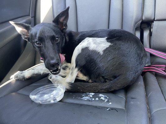 Penda savoring her post run puppacino!