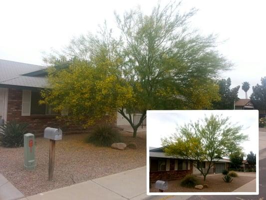 Howard and Santiago came out to trim my Desert Museum Palo Verde and did a marvelous job!