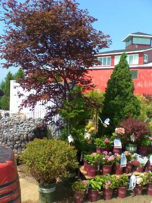 Trees and Bushes of many varieties are available in the yard at Clarkes.