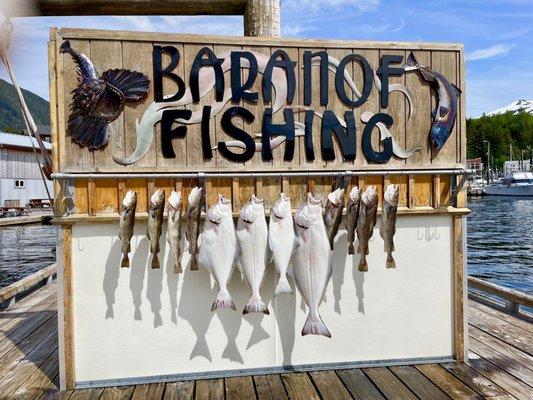 The days catch! We caught our limit of halibut!