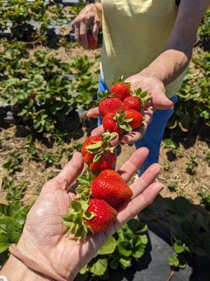 Boones Ferry Berry Farm