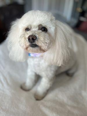 Cute haircut with an included bandana