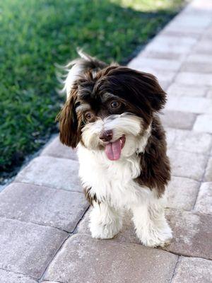 Dapper Dog House