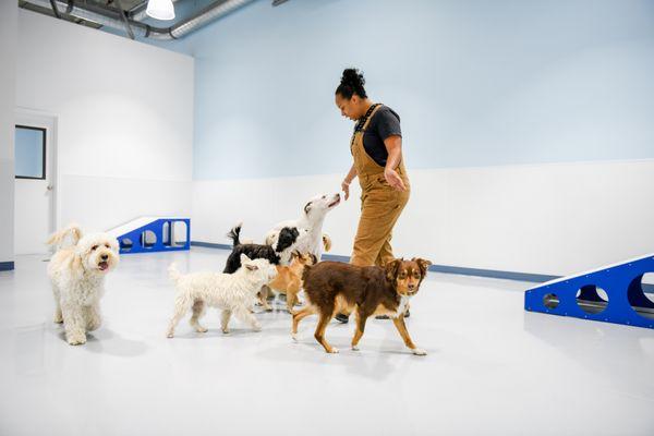 Big open indoor park for dogs to play with trained daycare attendants and dog furniture