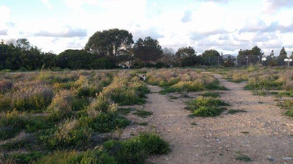 Road to the dog park from the back side