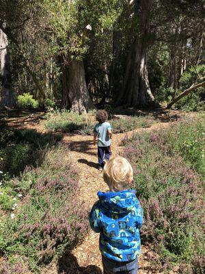 Looking for butterflies in the garden!