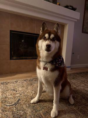 Luna- fresh from a groom today. Cute Halloween bandana.