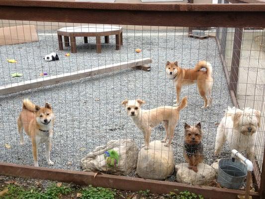 Small dog play area at Springdale Kennels