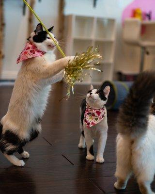 The kitties enjoying play on Valentines Day!