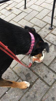 A pup cup :) vanilla custard with a milkbone