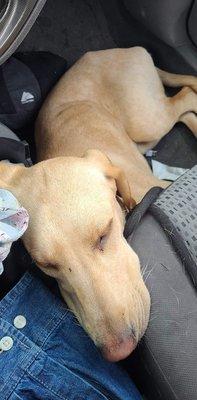 The moment I got her in the car she laid down so tired, she's never been this way or laid down I my car like this before.