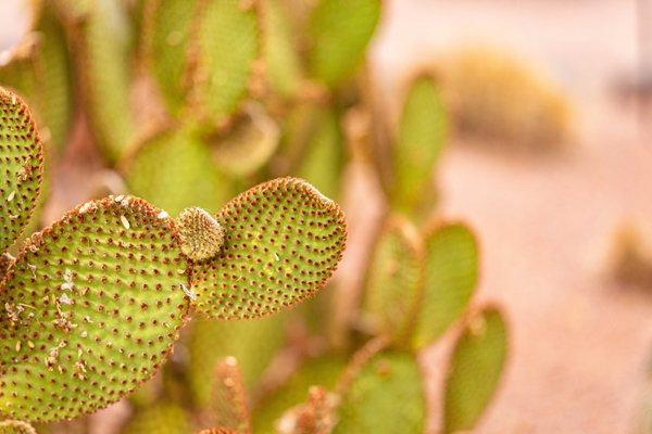 Red Hills Desert Garden