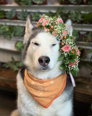 flower crown