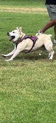 Hogan playing with toys at the park