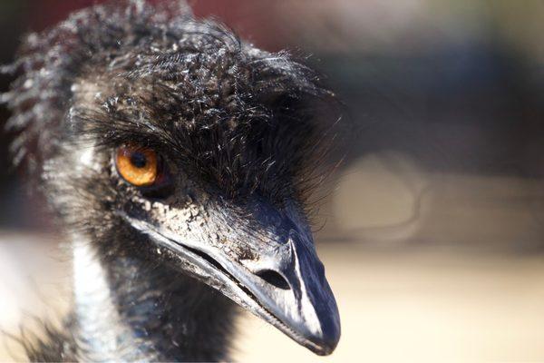 Emu at the park