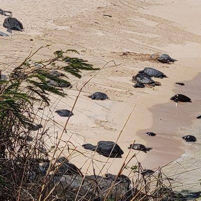 View of turtles