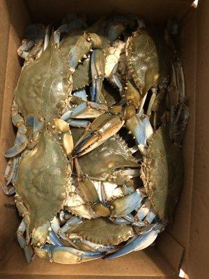 1/2 bushel live crabs