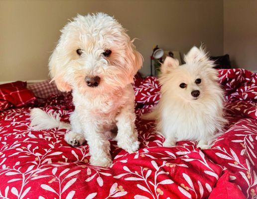 My Maltipoo & Pomeranian, also Doggy Spa clients