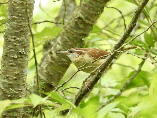 Carolina Wren