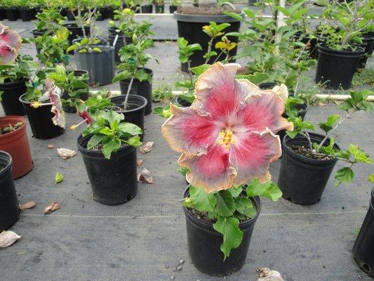 pretty hibiscus