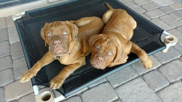 Who doesn't love mastiff puppies??? They're so squishy!!!