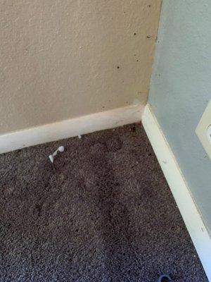 Bedroom mouse droppings