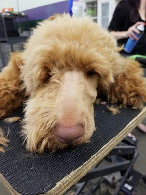 Clean Face - Labradoodle