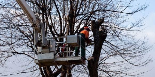 Tree removal