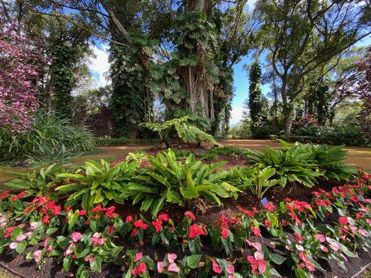 Wedding garden of Pink & Red Anthuriums