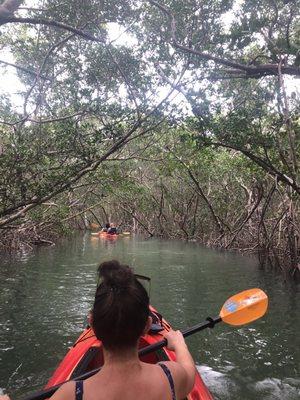 Mangrove