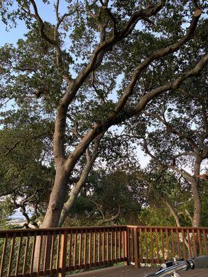 Oak tree beautifully pruned