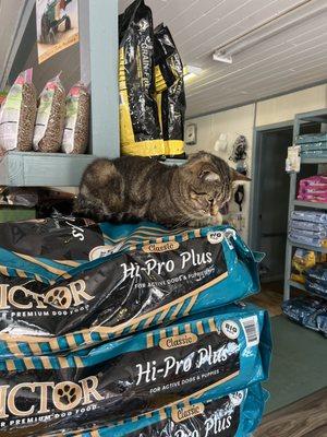 Store cat checking out our pup, Alfie, with caution from above lol