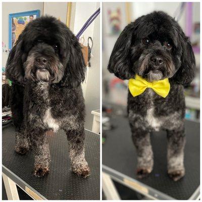 Jaxson at the pawsitive salon