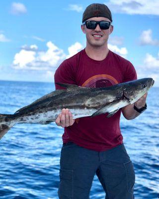 Cobia!